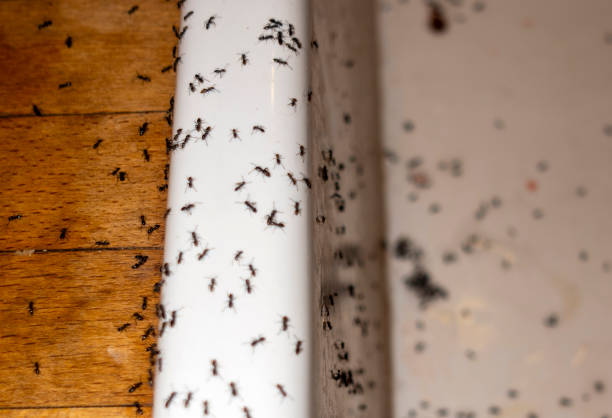 Trusted Columbus, GA Pest Control Experts