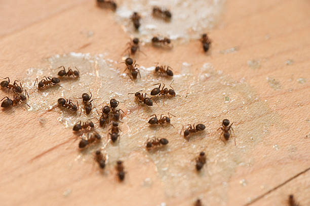 Best Ant Control Services  in Columbus, GA