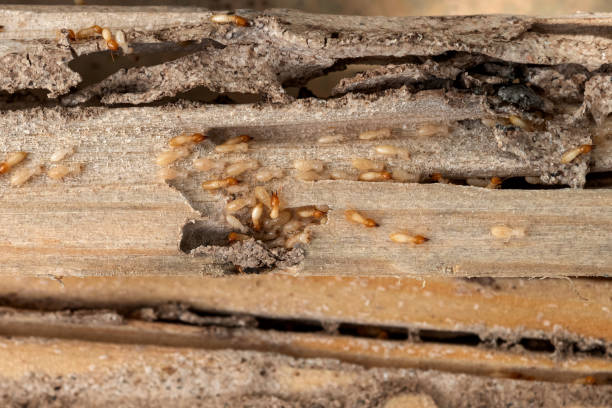 Best Rodent Control Near Me  in Columbus, GA